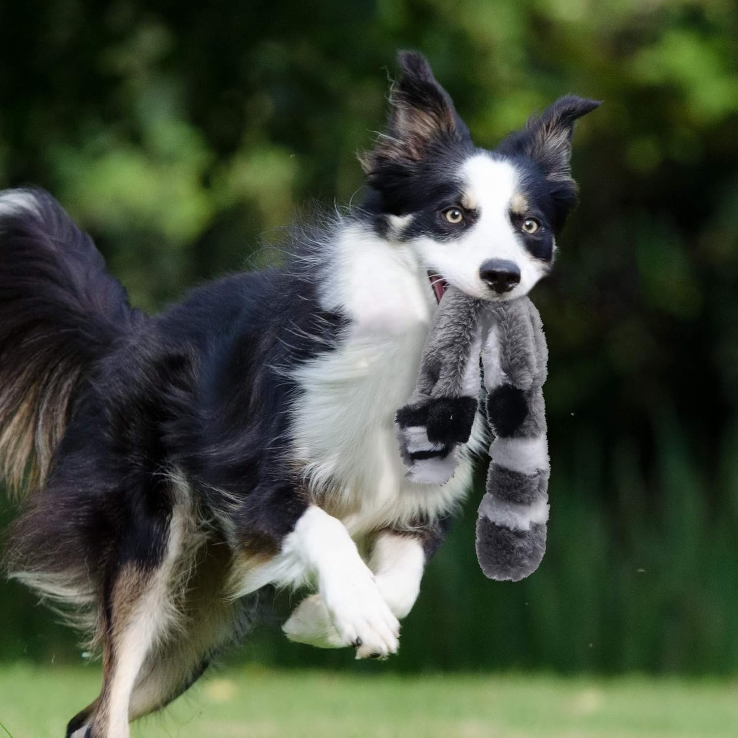 Durable Squeaky Dog Chew